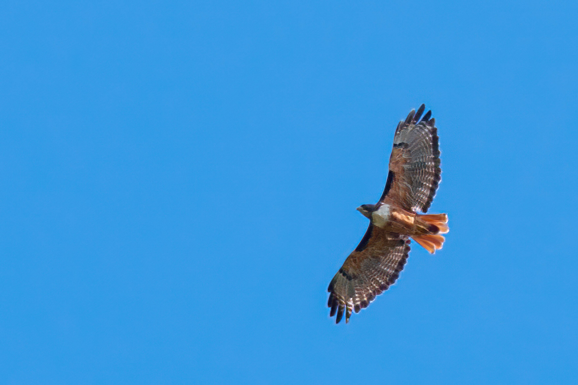 Rotschwanzbussard (Buteo jamaicensis)